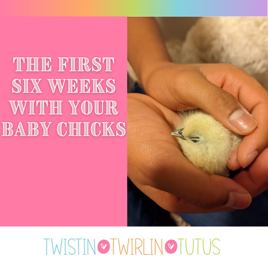 Baby Chicks - The First Six Weeks